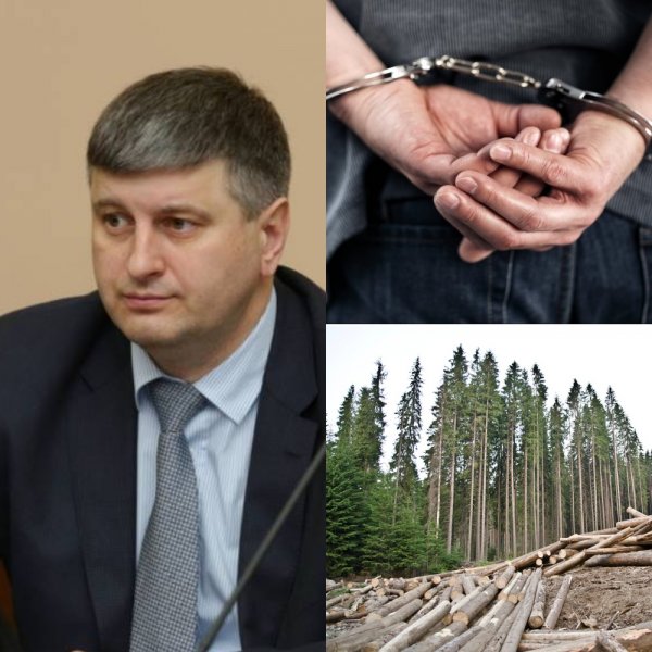 Теневое истребление лесов оставило Сергея Шеверду без отпуска